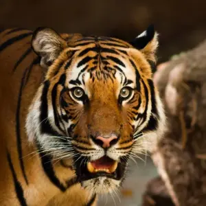 Explore Wildlife Tour India for 14 days with Amazing India Tours and discover unforgettable experiences - Photo 9