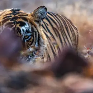 Explore Golden Triangle & Tiger Safari for 12 days with Amazing India Tours and discover unforgettable experiences - Photo 7