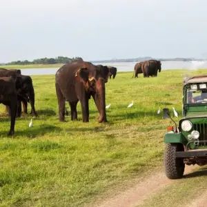 Explore Incredible India Tour With Sri Lanka - 13 Days for 13 days with Amazing India Tours and discover unforgettable experiences - Photo 2
