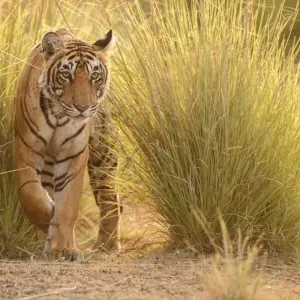 Explore Explore Tigers & Golden Triangle for 8 days with Amazing India Tours and discover unforgettable experiences - Photo 11