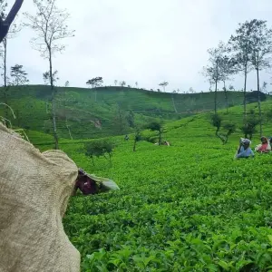Explore Incredible India Tour With Sri Lanka - 13 Days for 13 days with Amazing India Tours and discover unforgettable experiences - Photo 9