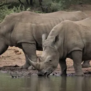 Explore North East Golden Triangle With Kaziranga National Park Tour for 7 days with Amazing India Tours and discover unforgettable experiences - Photo 5
