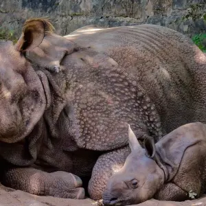 Explore North East Golden Triangle With Kaziranga National Park Tour for 7 days with Amazing India Tours and discover unforgettable experiences - Photo 6