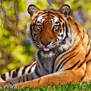 Explore Luxury Passage through Rajasthan for 16 days with Amazing India Tours and discover unforgettable experiences - Photo 2