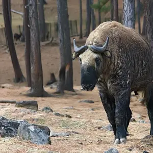 Explore India Golden Triangle & Ganges with Royal Bhutan - 16 Days for 16 days with Amazing India Tours and discover unforgettable experiences - Photo 4