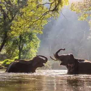 Explore Classical Wildlife India for 11 days with Amazing India Tours and discover unforgettable experiences - Photo 6