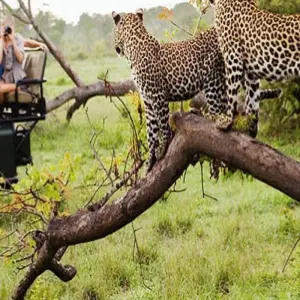 Explore Luxury India Golden Triangle Tour with Tigers and Leopards -10 Days for 10 days with Amazing India Tours and discover unforgettable experiences - Photo 7