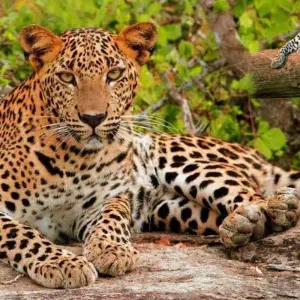 Explore Luxury India Golden Triangle Tour with Tigers and Leopards -10 Days for 10 days with Amazing India Tours and discover unforgettable experiences - Photo 10