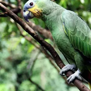 Explore 4-Day Jungle of Peru Tambopata Nature Reserve for 4 days with America Viajes and discover unforgettable experiences - Photo 2
