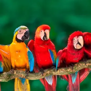 Explore 4-Day Jungle of Peru Tambopata Nature Reserve for 4 days with America Viajes and discover unforgettable experiences - Photo 7