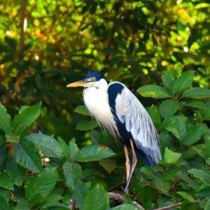 Explore 4-Day Jungle of Peru Tambopata Nature Reserve for 4 days with America Viajes and discover unforgettable experiences - Photo 8