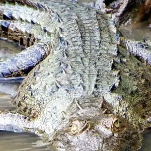 Explore 4-Day Jungle of Peru Tambopata Nature Reserve for 4 days with America Viajes and discover unforgettable experiences - Photo 10