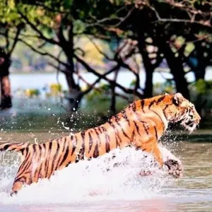 Explore 3 Days jim Corbett National Park Tour From Delhi By Car for 3 days with Anaisha journey and discover unforgettable experiences - Photo 3