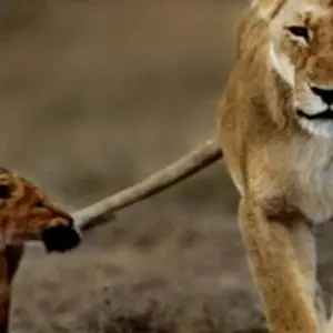 Explore 3 Days jim Corbett National Park Tour From Delhi By Car for 3 days with Anaisha journey and discover unforgettable experiences - Photo 4