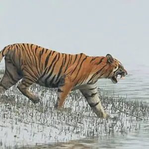 Explore 3 Days jim Corbett National Park Tour From Delhi By Car for 3 days with Anaisha journey and discover unforgettable experiences - Photo 5