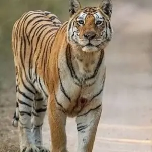 Explore 3 Days jim Corbett National Park Tour From Delhi By Car for 3 days with Anaisha journey and discover unforgettable experiences - Photo 6