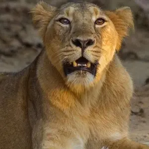 Explore 3 Days jim Corbett National Park Tour From Delhi By Car for 3 days with Anaisha journey and discover unforgettable experiences - Photo 7