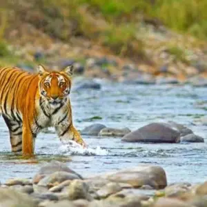 Explore 3 Days jim Corbett National Park Tour From Delhi By Car for 3 days with Anaisha journey and discover unforgettable experiences - Photo 9
