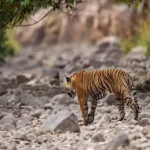 Explore 3 Days jim Corbett National Park Tour From Delhi By Car for 3 days with Anaisha journey and discover unforgettable experiences - Photo 11