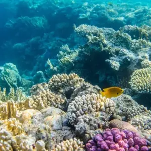 Explore 6 Days Cairo and Sharm El Sheikh Holiday for 6 days with Ancient Egypt Tours and discover unforgettable experiences - Photo 11