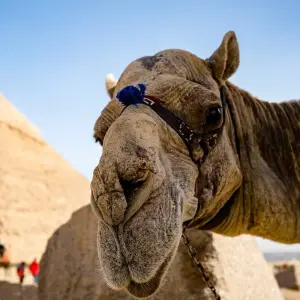 Explore Highlights of Egypt for 15 days with Ancient Egypt Tours and discover unforgettable experiences - Photo 4