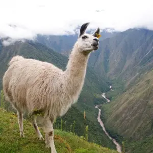 Explore Short Inca Trail to Machu Picchu with Hotel 2 Days for 2 days with Andean Path Travel and discover unforgettable experiences - Photo 4