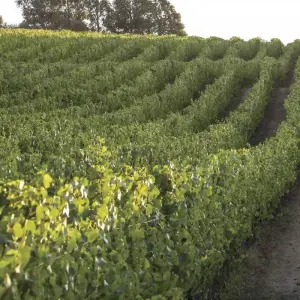 Explore Friuli-Venezia Giulia: Experience to discover the wines and flavors of a unique land for 7 days with Angel Wine Experiences and Enotropea Wine Experiences SL and discover unforgettable experiences - Photo 4