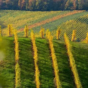 Explore Friuli-Venezia Giulia: Experience to discover the wines and flavors of a unique land for 7 days with Angel Wine Experiences and Enotropea Wine Experiences SL and discover unforgettable experiences - Photo 6