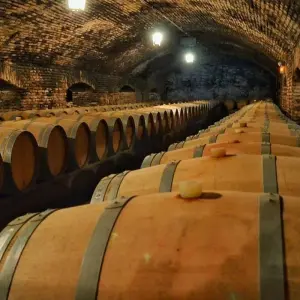 Explore Friuli-Venezia Giulia: Experience to discover the wines and flavors of a unique land for 7 days with Angel Wine Experiences and Enotropea Wine Experiences SL and discover unforgettable experiences - Photo 7