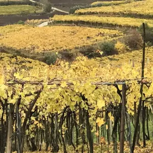 Explore Veneto Experience, crafted for food and wine lovers. for 9 days with Angel Wine Experiences and Enotropea Wine Experiences SL and discover unforgettable experiences - Photo 9