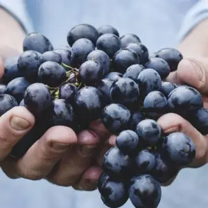 Explore Tuscany: A Timeless Tapestry of Art, History and Flavor for 6 days with Angel Wine Experiences and Enotropea Wine Experiences SL and discover unforgettable experiences - Photo 11