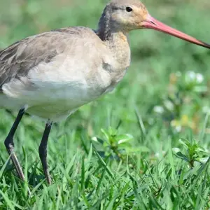 Explore Highlights of Odisha for 5 days with Apollo Voyages and discover unforgettable experiences - Photo 4