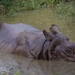 Explore Kathmandu Pokhara Chitwan Tour for 8 days with Approved Holidays Pvt. Ltd. and discover unforgettable experiences - Photo 3