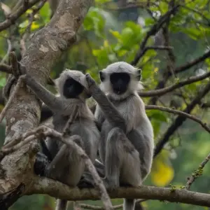 Explore Kathmandu Pokhara Chitwan Tour for 8 days with Approved Holidays Pvt. Ltd. and discover unforgettable experiences - Photo 4