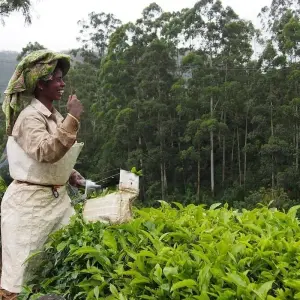 Explore Kerala Invites for 6 days with Apollo Voyages and discover unforgettable experiences - Photo 10