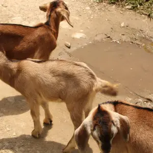 Explore Nepal Village Tour for 7 days with Approved Holidays Pvt. Ltd. and discover unforgettable experiences - Photo 3