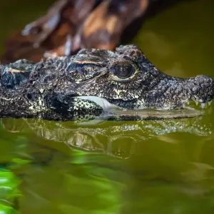 Explore Chitwan Jungle Safari for 3 days with Approved Holidays Pvt. Ltd. and discover unforgettable experiences - Photo 4