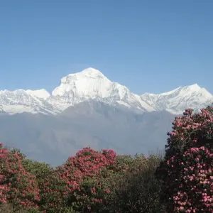 Explore Annapurna Base Camp Trek for 13 days with Approved Holidays Pvt. Ltd. and discover unforgettable experiences - Photo 5
