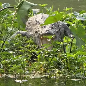 Explore Chitwan Jungle Safari for 3 days with Approved Holidays Pvt. Ltd. and discover unforgettable experiences - Photo 9