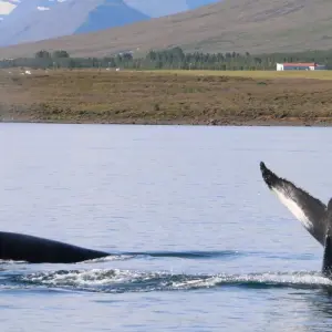 Explore 7 Day - Complete Iceland for 7 days with Arctic Adventures and discover unforgettable experiences - Photo 5