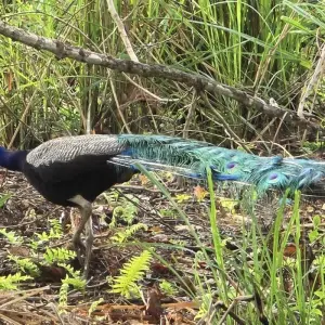 Explore Chitwan Jungle Safari for 3 days with Approved Holidays Pvt. Ltd. and discover unforgettable experiences - Photo 11