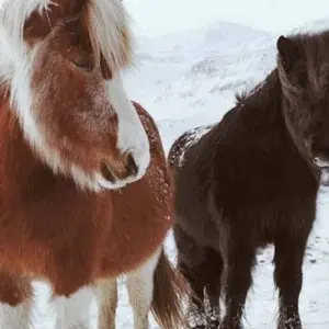 Explore 3 Day - Golden Circle, South Coast, Jökulsárlón & Ice Cave for 3 days with Arctic Adventures and discover unforgettable experiences - Photo 3