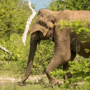 Explore Serene Sri Lanka: A Magical 5-days Journey for 5 days with Apple Vacations Pvt Ltd and discover unforgettable experiences - Photo 2