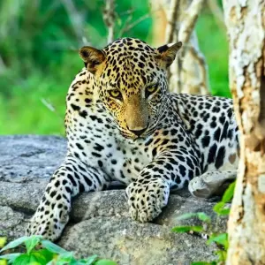 Explore Serenity and Adventure - A 16 -Day Odyssey Through Sri Lanka's Wonders for 16 days with Apple Vacations Pvt Ltd and discover unforgettable experiences - Photo 3