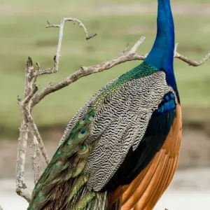 Explore 03 Days Tour to Sigiriya, Kandy, Nuwara Eliya, Ella & Udawalawe for 3 days with Apple Vacations Pvt Ltd and discover unforgettable experiences - Photo 5