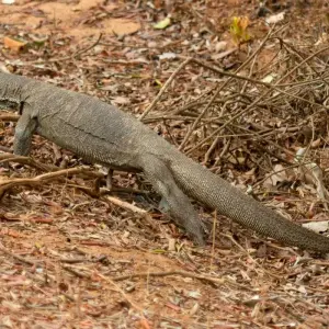 Explore Serenity and Adventure - A 16 -Day Odyssey Through Sri Lanka's Wonders for 16 days with Apple Vacations Pvt Ltd and discover unforgettable experiences - Photo 6