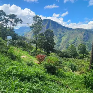 Explore 03 Days Tour to Sigiriya, Kandy, Nuwara Eliya, Ella & Udawalawe for 3 days with Apple Vacations Pvt Ltd and discover unforgettable experiences - Photo 10