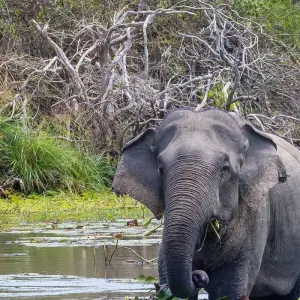 Explore Cultural Treasures and Natural wonders, Sri Lanka's Splendorous path for 6 days with Apple Vacations Pvt Ltd and discover unforgettable experiences - Photo 3