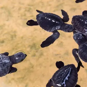 Explore Discover the Best of Sri Lanka: From Coastal Beauty to Cultural Marvels" "Luxury Package " for 18 days with Apple Vacations Pvt Ltd and discover unforgettable experiences - Photo 5