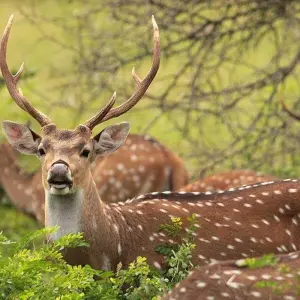Explore The Ultimate Sri Lankan Adventure for 6 days with Apple Vacations Pvt Ltd and discover unforgettable experiences - Photo 3